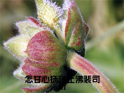 唐念慈裴司珩小说(怎甘心扬汤止沸裴司珩)（唐念慈裴司珩）完整章节列表_笔趣阁