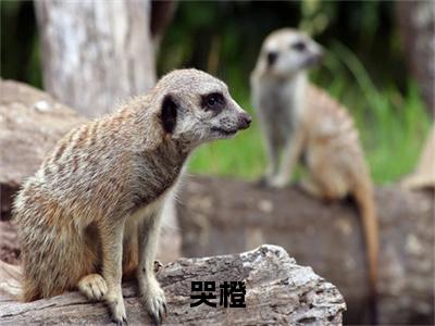 哭橙小说(司有禹黄橙子)序章+全章阅读（哭橙）最新章节