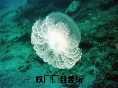 无弹窗全文（权姈珃封昱珩）封昱珩权姈珃全文畅享阅读