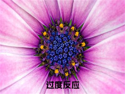 过度反应：结局+番外新上热文（周韫闻澍）:全文+番外+纯净版结局