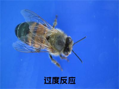 小说结尾小说过度反应小说全章已更新+无删减（周韫闻澍）无弹窗