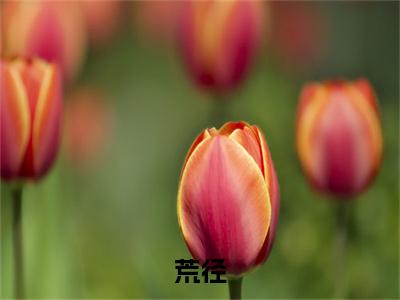 荒径：+后续人物讨喜无套路全集叶清婉苏逸尘