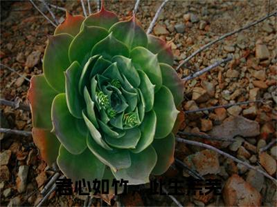 沈南音贺方竹:全文+番外（君心如竹，此生荒芜）TXT+后续+结局在线阅读