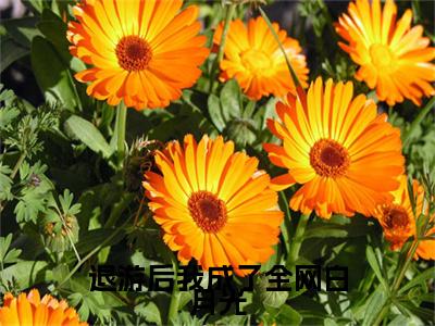 （书荒必看）温知音孟有洲退游后我成了全网白月光：+后续热血十足