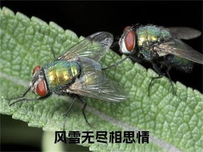 周时笙沈晚霜彩蛋+起始篇章（风雪无尽相思情）阅读