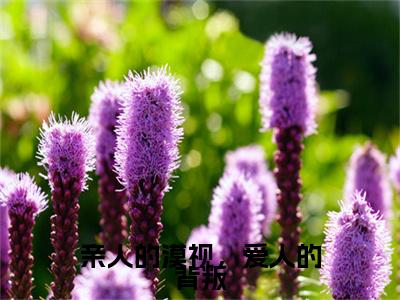 小说沈安宁傅昀深(沈安宁傅昀深)已更新+无删减（亲人的漠视，爱人的背叛）