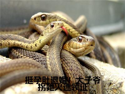 挺孕肚退婚！太子爷拐她火速领证附加完整在线阅读（楼予曦顾璟珩）最近更新列表