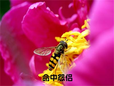命中怨侣小说(江熠泽宋忆宛)（命中怨侣）全书+后续+结局在线阅读