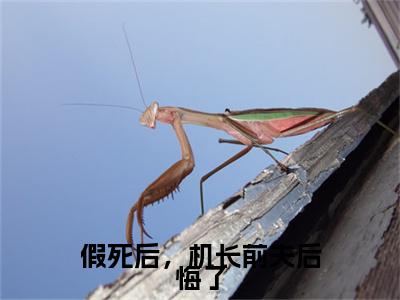 宋言生许思抒假死后，机长前夫后悔了续集起点章节+全书阅读（假死后，机长前夫后悔了）书荒必看