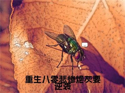 新章速递重生八零悲惨炮灰要逆袭小说小说结尾阅读无广告（夏云栀周翊和）