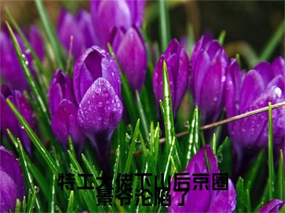 风茗染景奕珩小说（特工大佬下山后京圈景爷沦陷了）起点章节+全篇阅读热门作品预订