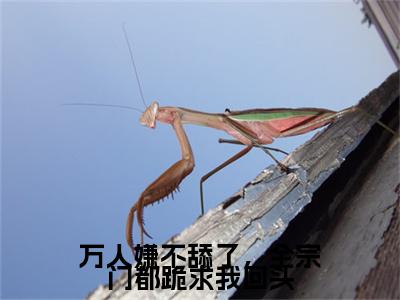 万人嫌不舔了，全宗门都跪求我回头(魏芷殊淮清)终章+番外（万人嫌不舔了，全宗门都跪求我回头）：结局+番外评价五颗星