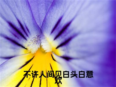 沈祈年白意欢不许人间见白头白意欢番外（不许人间见白头白意欢）TXT+后续+结局在线阅读