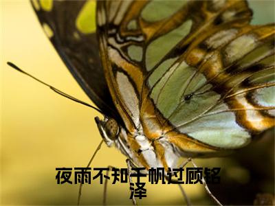 热文推荐夜雨不知千帆过顾铭泽:全文+番外（林蔓瑶顾铭泽）书荒必看列表