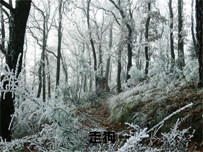 走狗小说(陈珂陈汶山)外篇+结局（走狗）全篇在线阅读
