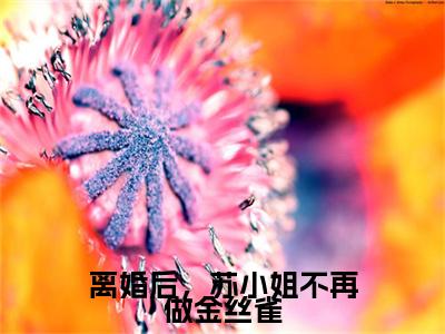 苏婉意厉墨铖小说章节目录+序章（离婚后，苏小姐不再做金丝雀）全书畅享在线