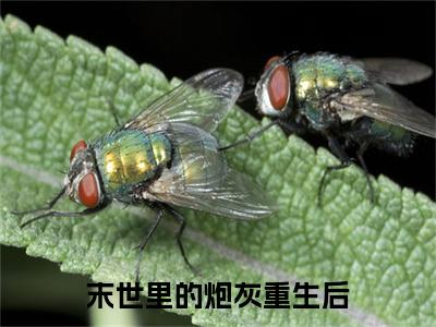 安柔时聿小说(末世里的炮灰重生后)章节目录+起点章节（安柔时聿）全篇清爽版在线