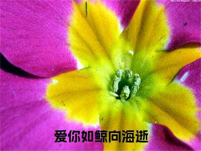 爱你如鲸向海逝段行舟姜时愿+后续+番外必读文-（爱你如鲸向海逝）段行舟姜时愿后续+番外精编之作笔趣阁