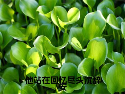 乔若兮沈辞安特别篇章节目录+章节前文（他站在回忆尽头沈辞安）TXT清爽版在线