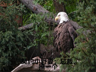 契约小野妻：总裁，撩一个：结局+番外免费品鉴 薛沉羿夏盛妍：结局+番外评价五颗星