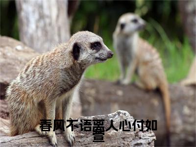 钟泽野付如萱小说完本+外篇（春风不语离人心付如萱）畅享阅读
