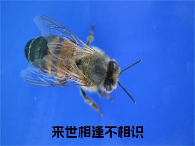 玄祁白洛颜全文全文免费阅读_来世相逢不相识全文最新章节列表笔趣阁（玄祁白洛颜）