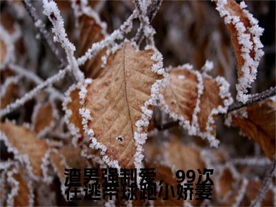 渣男强制爱，99次在逃带球跑小娇妻特别篇章节目录+章节前文（裴叙白盛安夏）TXT清爽版在线