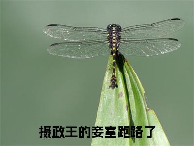 小说摄政王的妾室跑路了小说已更新+番外篇章（姜濡宣炡）纯净阅读