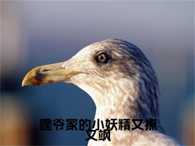 霆爷家的小妖精又撩又飒附加完整在线阅读（慕晚安陆晏霆）最近更新列表