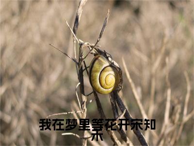 热门章节_笔趣阁（我在梦里等花开宋知禾）我在梦里等花开宋知禾小说(陆子轩宋知禾)章节在线阅读