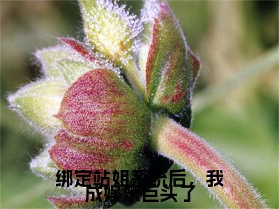 绑定站姐系统后，我成娱乐巨头了完结篇(沈霁月沈暨星)章节：结局+番外评价五颗星