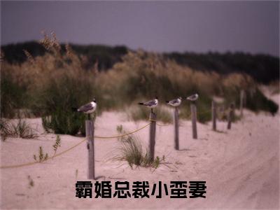 姜小九徐琛：+番外+后续在线阅读霸婚总裁小蛮妻