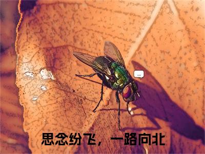 完结篇小说沈怀南苏冉冉小说(思念纷飞，一路向北)已更新+无删减（沈怀南苏冉冉）无广告