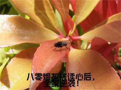 苏佳妮 小说小说全集+延伸+完本（八零炮灰被读心后，全家逆袭！）畅享在线阅读