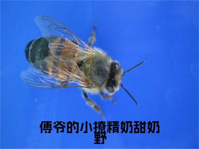 傅爷的小撩精奶甜奶野：结局+番外免费品鉴(傅然顾意)全书在线无广告高口碑小说