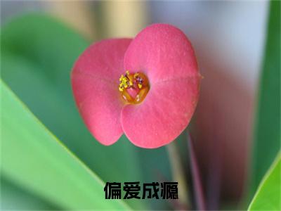 陆闻时沈星河小说(偏爱成瘾)全文+后续（陆闻时沈星河）无套路阅读