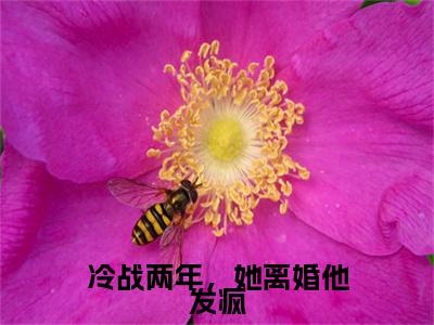 冷战两年，她离婚他发疯(许轻衣陆庭深)（冷战两年，她离婚他发疯）全书+后续+结局在线阅读