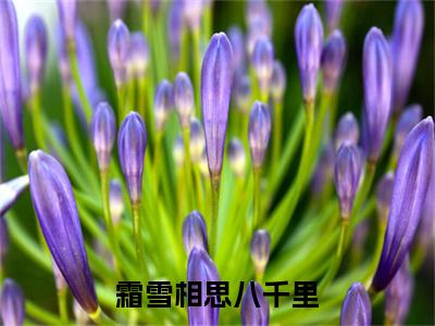 霜雪相思八千里彩蛋+起始篇章（江柚禾）阅读