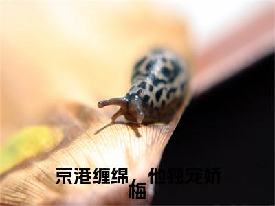 京港缠绵，他独宠娇梅：结局+番外（黎夏林意深）全本完整+后续+结局在线阅读