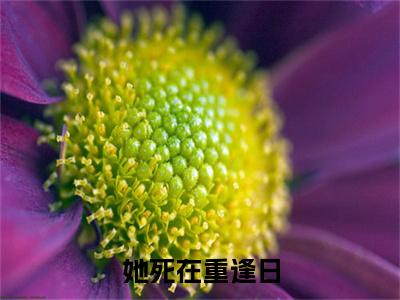 她死在重逢日(宁珂江绕)全本完整阅读最新章节 她死在重逢日：结局+番外评价五颗星