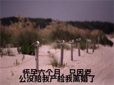 精选热门小说怀孕六个月，只因老公没陪我产检我离婚了（魏浔,许清清）-（魏浔,许清清）怀孕六个月，只因老公没陪我产检我离婚了免费阅读