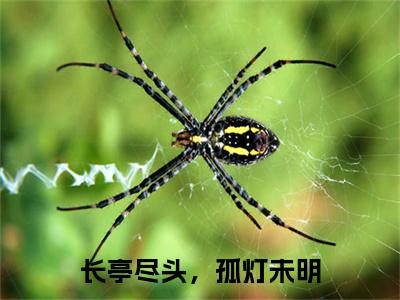 苏澈,苏神,杨琛：+后续+番外长亭尽头，孤灯未明无删减小说在线无广告高口碑小说