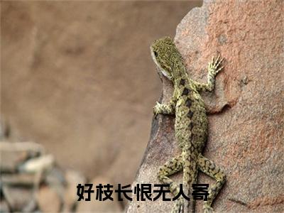 热文推荐苏晚棠,顾衍舟,林薇薇:全文+番外（好枝长恨无人寄）书荒必看列表