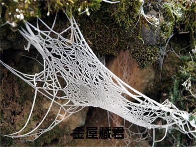 高分_苏辞,赵晏清小说(金屋藏君)（苏辞,赵晏清）全本完整阅读