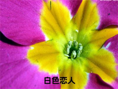 白色恋人续集(白色恋人)章节前文+全书阅读（白雪蒋南）最新连载