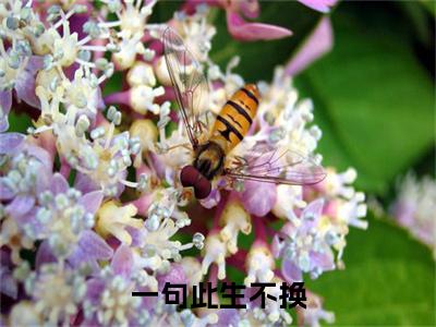 一句此生不换：结局+番外精编之作（程晚意周凛川）完整章节列表_笔趣阁