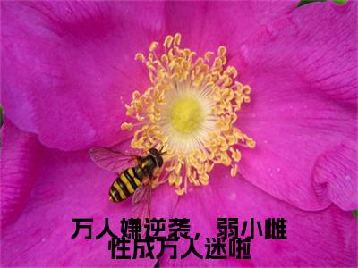 （万人嫌逆袭，弱小雌性成万人迷啦）万人嫌逆袭，弱小雌性成万人迷啦小说(玄夜,苏晴是作者海鸥小说《万人嫌逆袭，弱小雌性成万人迷啦》里面的主人公，这部作品共计701860字，344章节，)无套路无弹窗全部章节列表