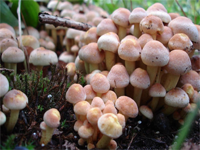 言情榜单李越花样皇帝阅读全文（李越）-花样皇帝完整版免费小说