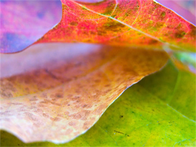 秦洛裴煜完整版小说阅读 渣总做梦都想抢回前妻最新章节